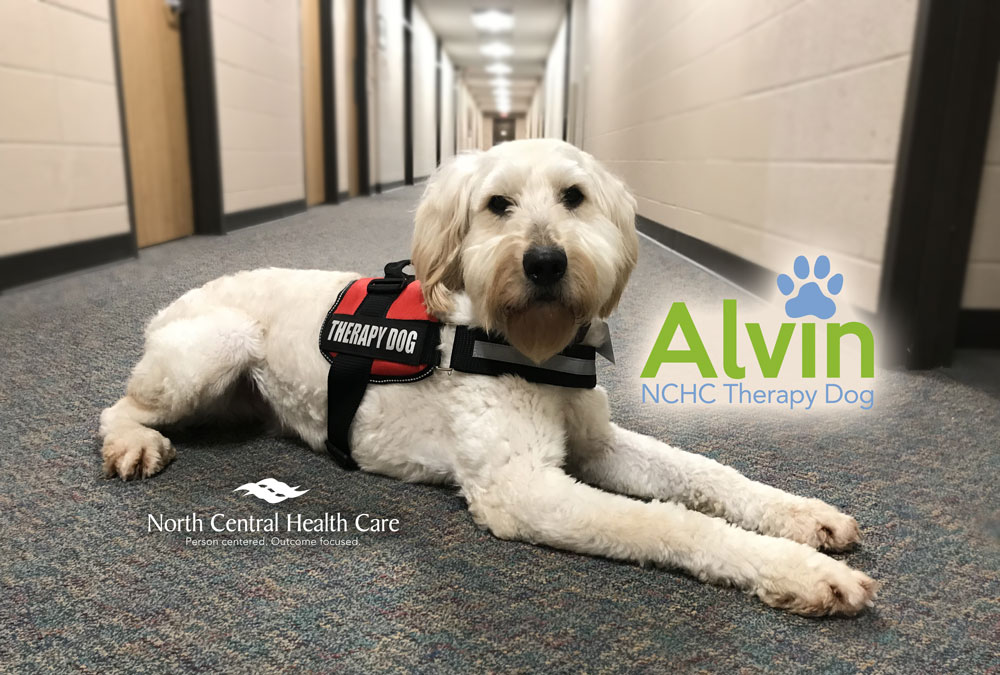 Alvin the North Central Health Care Therapy Dog